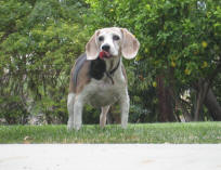 Snubbs with Tongue